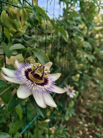 Photo d'une fleur de passiflore Photo d'une fleur de passiflore